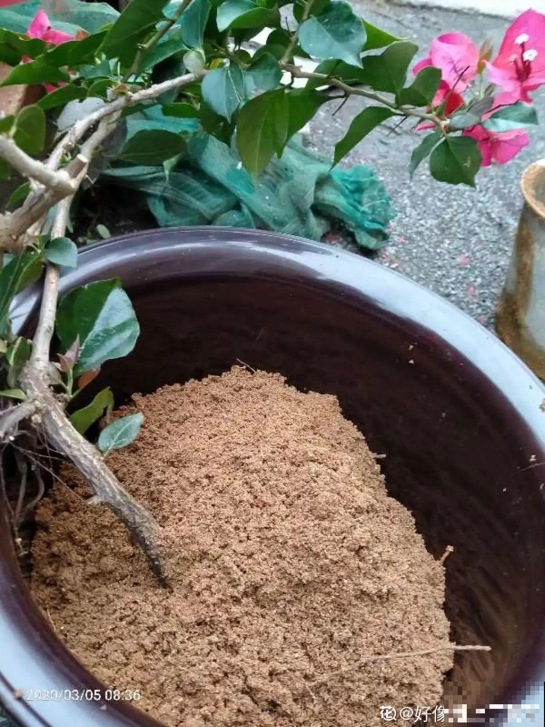 换下来的旧土别着急用，教你一招，跟新土没差！