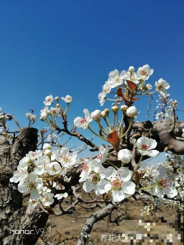 果树开花也惊艳，满枝花苞，香味清冽，你喜欢哪种？