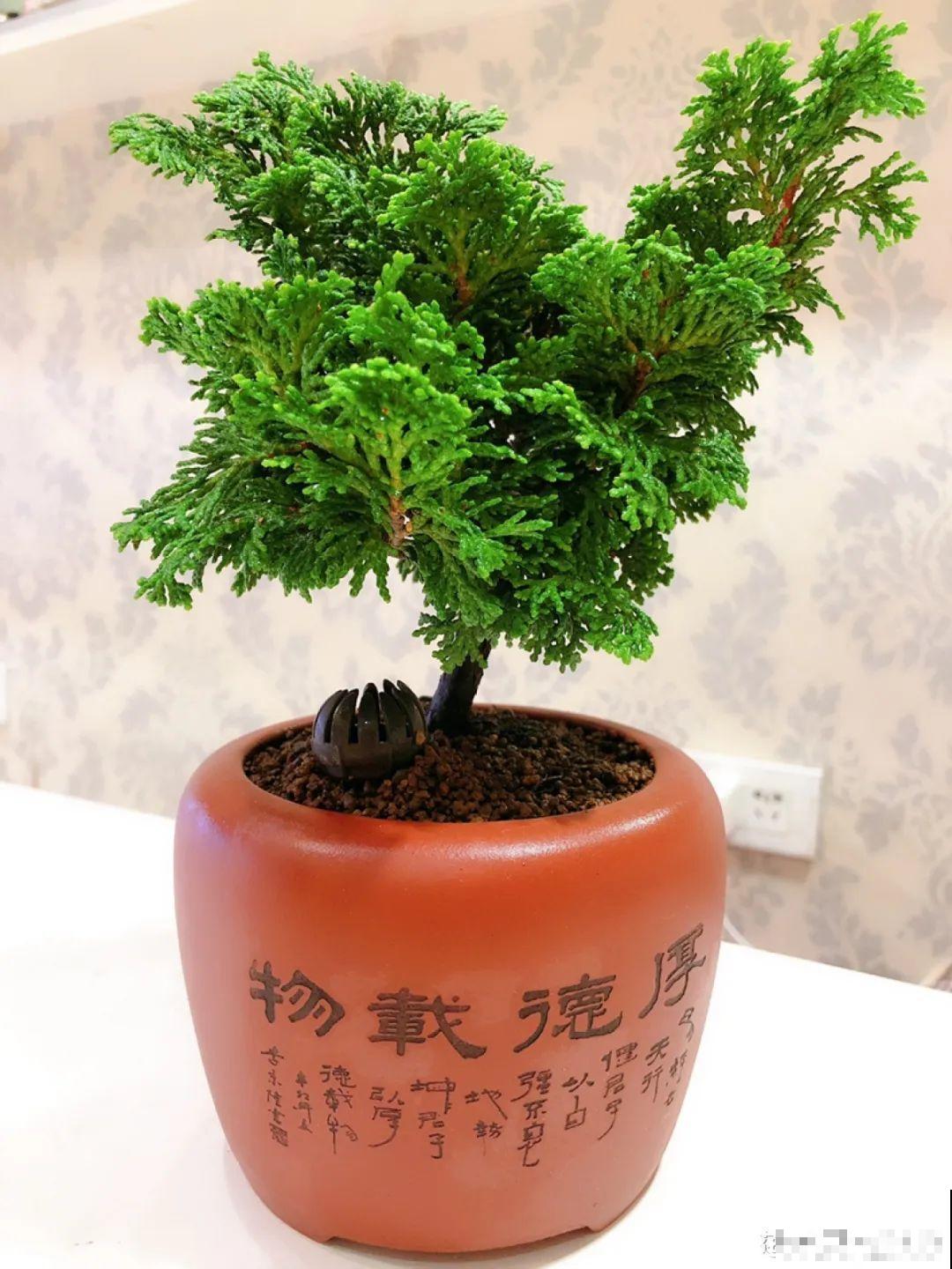 农村不起眼的树，挖一棵做盆景，比买得还要好看！