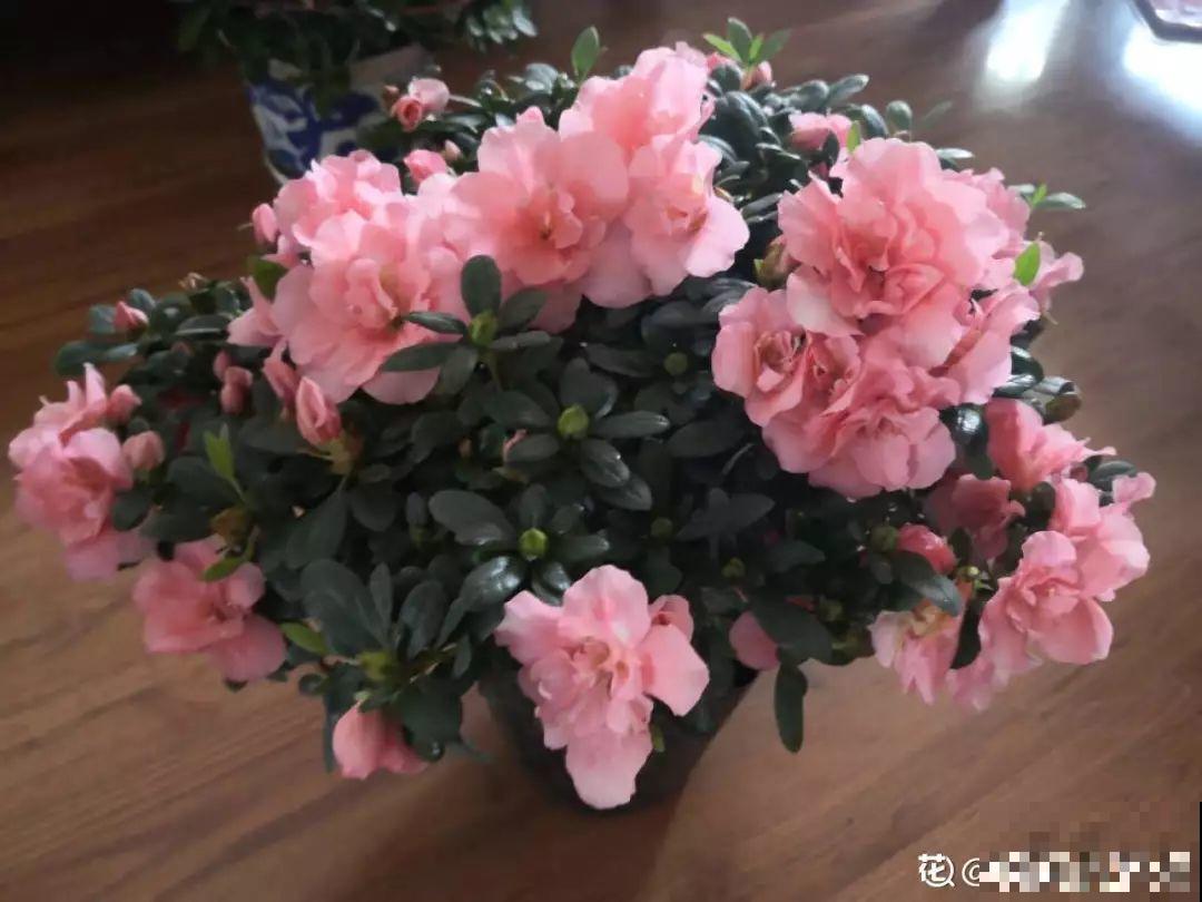 这花公认难养，买回家没开两天，叶子发黄全都往下掉！