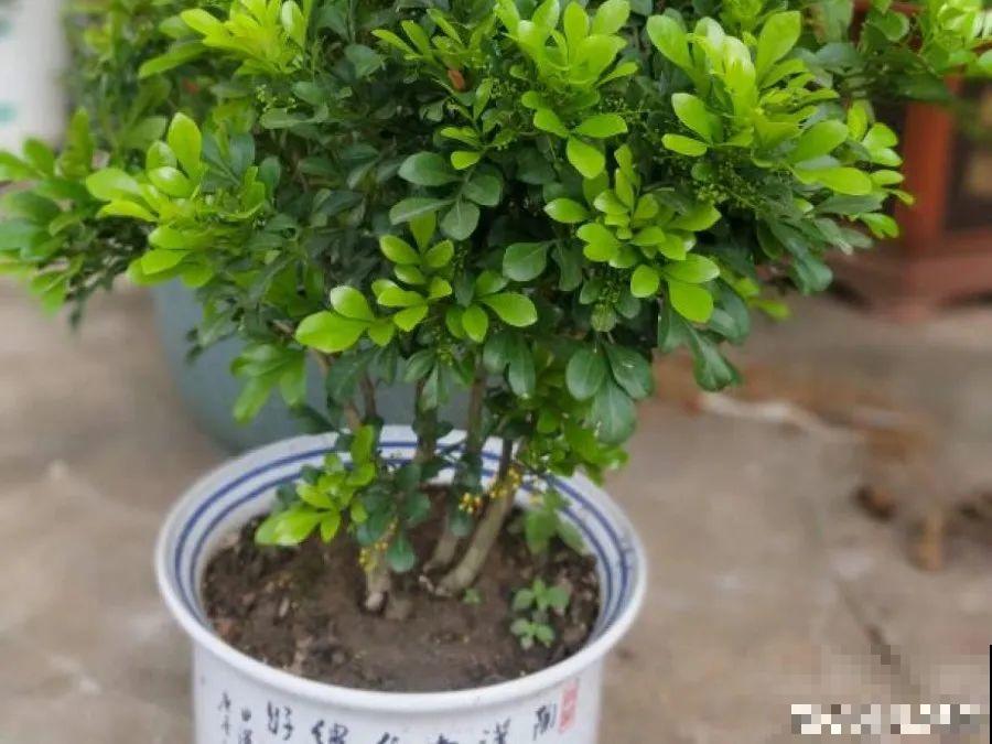 米兰春天这么养，疯狂冒新叶，开花香又多！