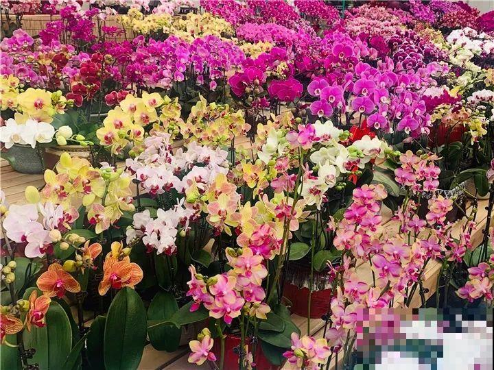 10种名贵兰花，春节养最美，花一开满屋子香气！