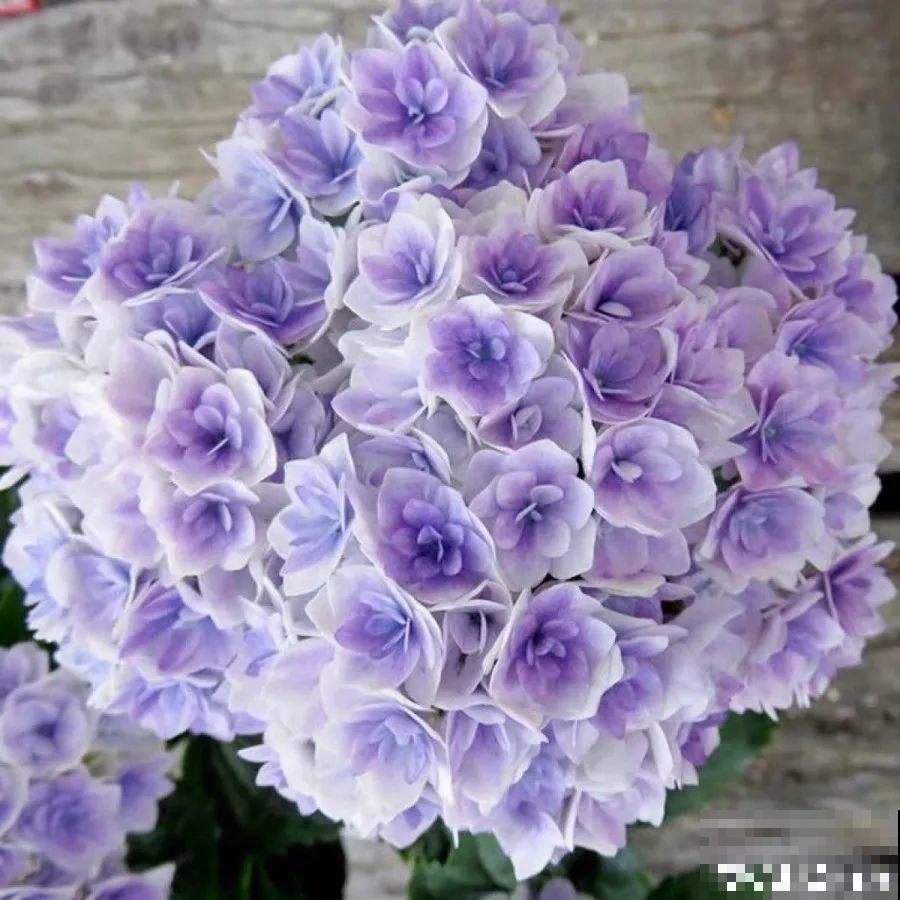 这7种花春天别乱剪，手太勤快了，反而春天不开花！