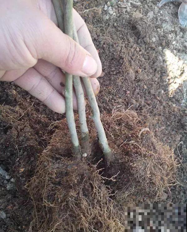 3棵茶花绑一绑，1年变成大老桩，懒人也能养成！