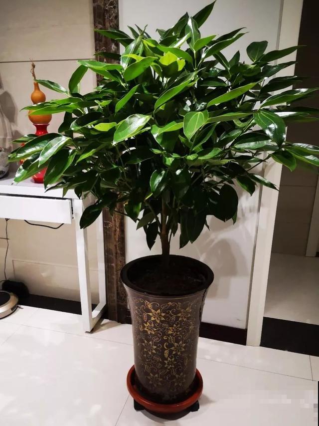 这盆“健康树”，1盆清新空气，2盆杀菌去异味