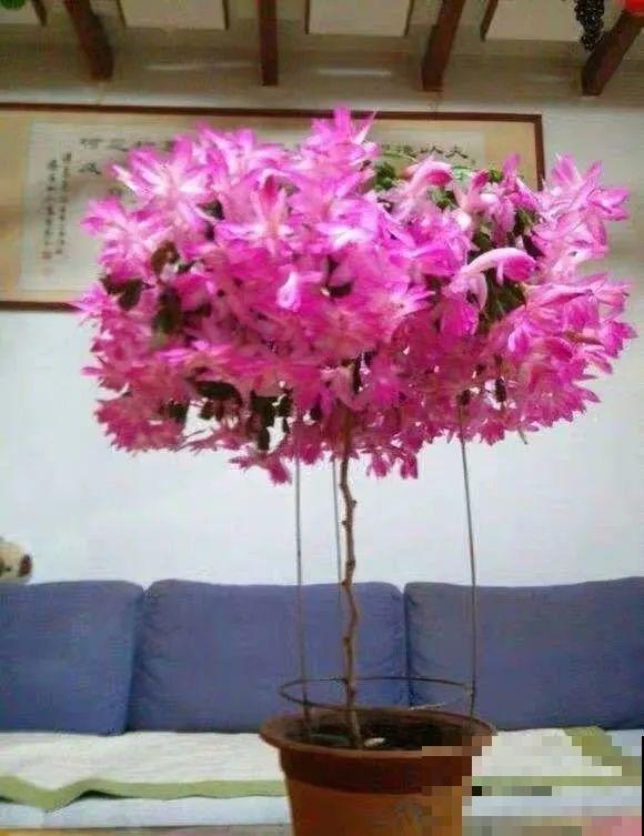 1棵长寿花，冒出124个花箭，开花开成大锅盖，咋养的？