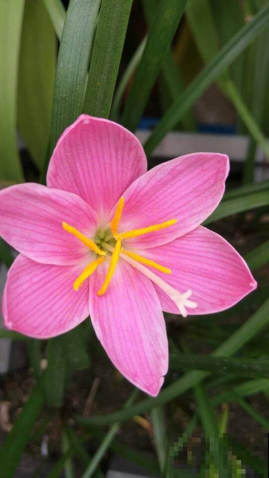 这花不怕晒也不怕雨，只要种土里，蹭噌开花，特好养