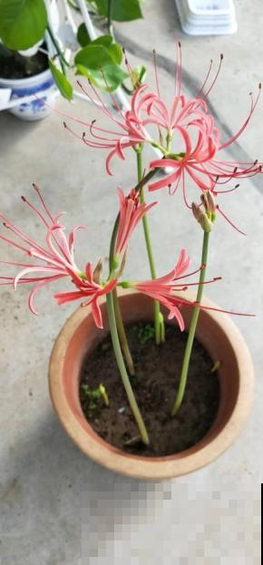 家里种棵石蒜花，开花美艳绝伦，爱上了！