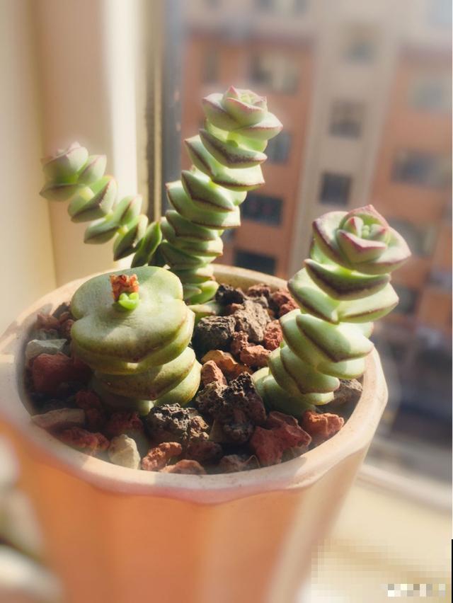 一次疫情，荒芜不了整个春天，阴霾会过去，鲜花也会盛开！
