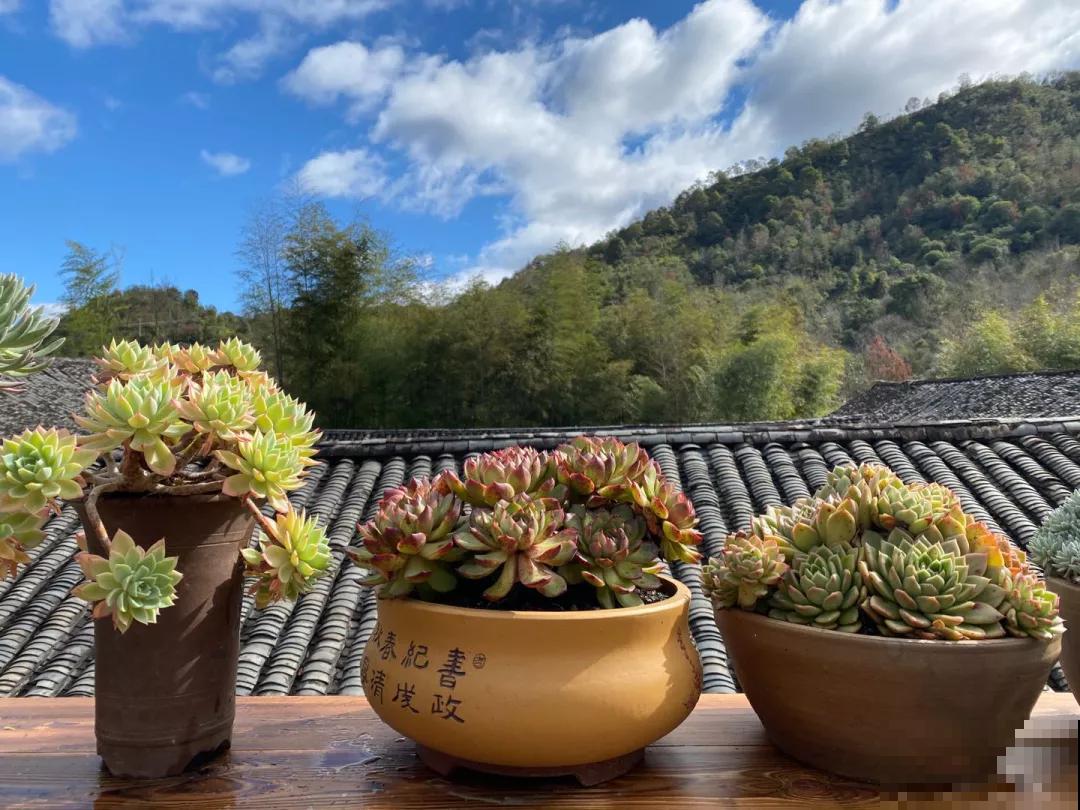 出家人多肉，遇到虫害怎么办？