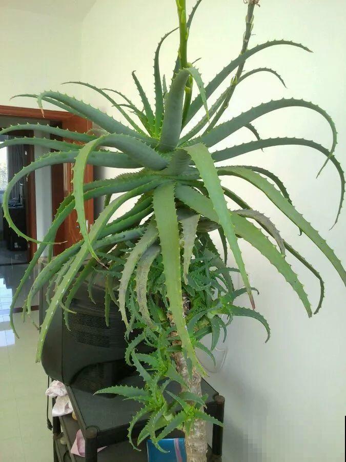 这花长到4米高，顶破屋顶太愁人，砍1刀冒出一圈芽！