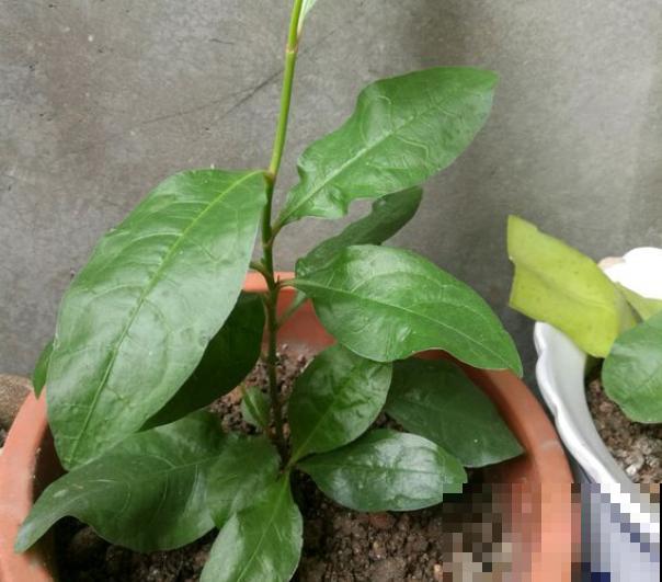 植物界的3种“雪花”，居然是在夏天开的，你见过几种？