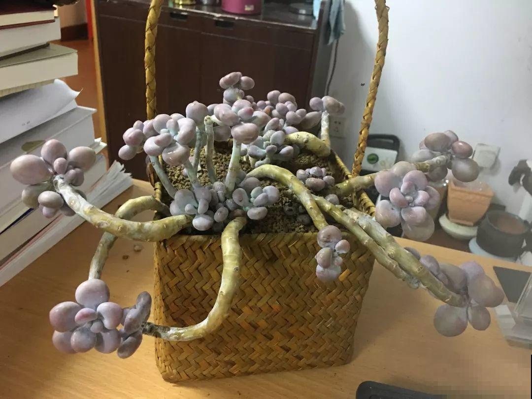 奶奶用脸盆种多肉，个个比拳头还大，不用管照样呼呼长！