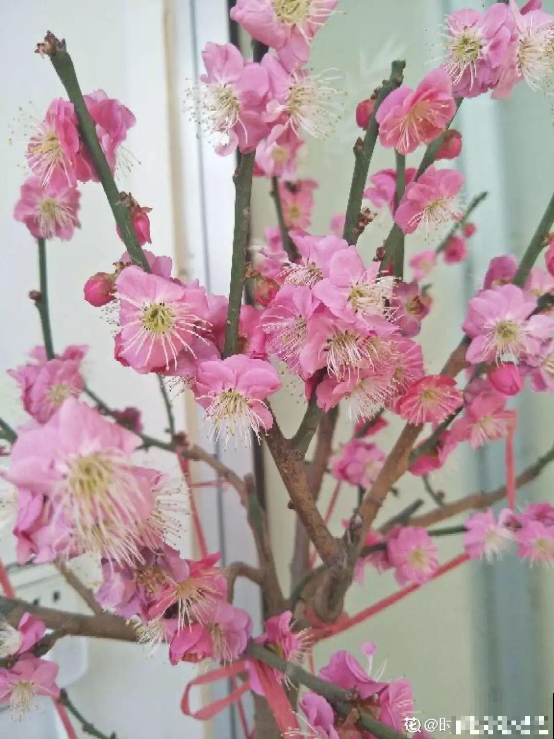 最贵气的梅花，多少人想养，都怕养不好！