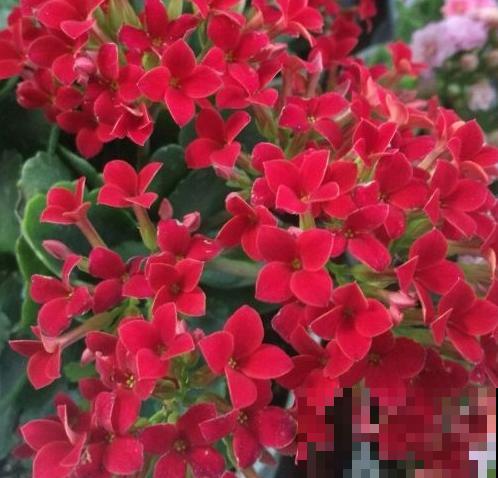 长寿花品种那么多，你却只认识一两种，太可惜了！