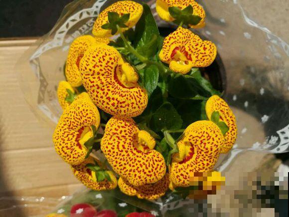养盆元宝花，新年荷包鼓鼓，钵满盆满！