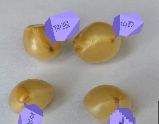 君子兰开完花，结出一串红果果，摘下来埋土里就发芽！