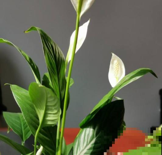 名字最吉祥的8种花，摆在家里，天天都有好心情！