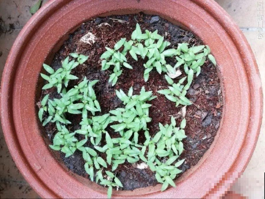 10种花，3月播种长最快，晚了还要等半年！