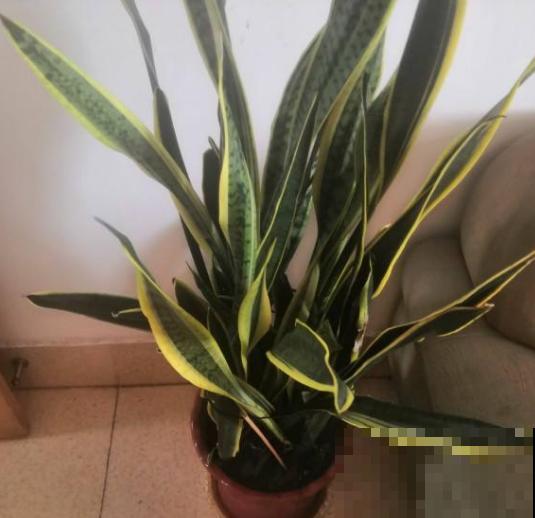 养花不能用大盆，这5种花挤在小盆里，才能长成精品！