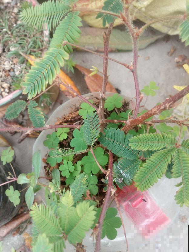 土壤表面长出这个，就得赶紧换盆，否则半月花就死翘翘