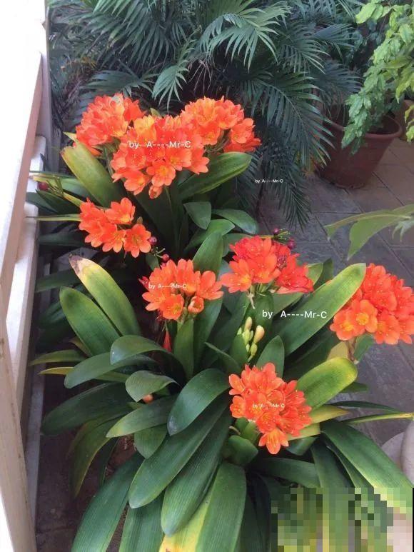 1棵长寿花，冒出124个花箭，开花开成大锅盖，咋养的？