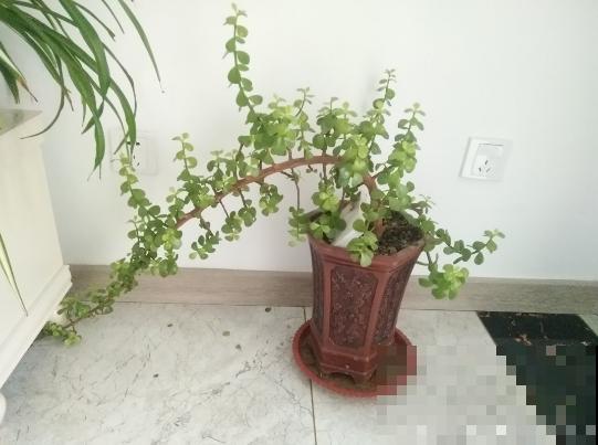 养盆金枝玉叶，家里有金有玉，越剪越长得快！