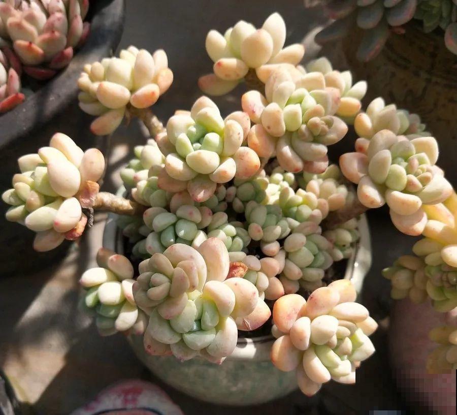 1块5毛钱的多肉，3年后养成了这样，对比太明显！