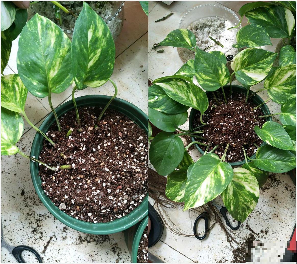 绿萝剁八段，埋土里就发芽，10天长出一茬苗！
