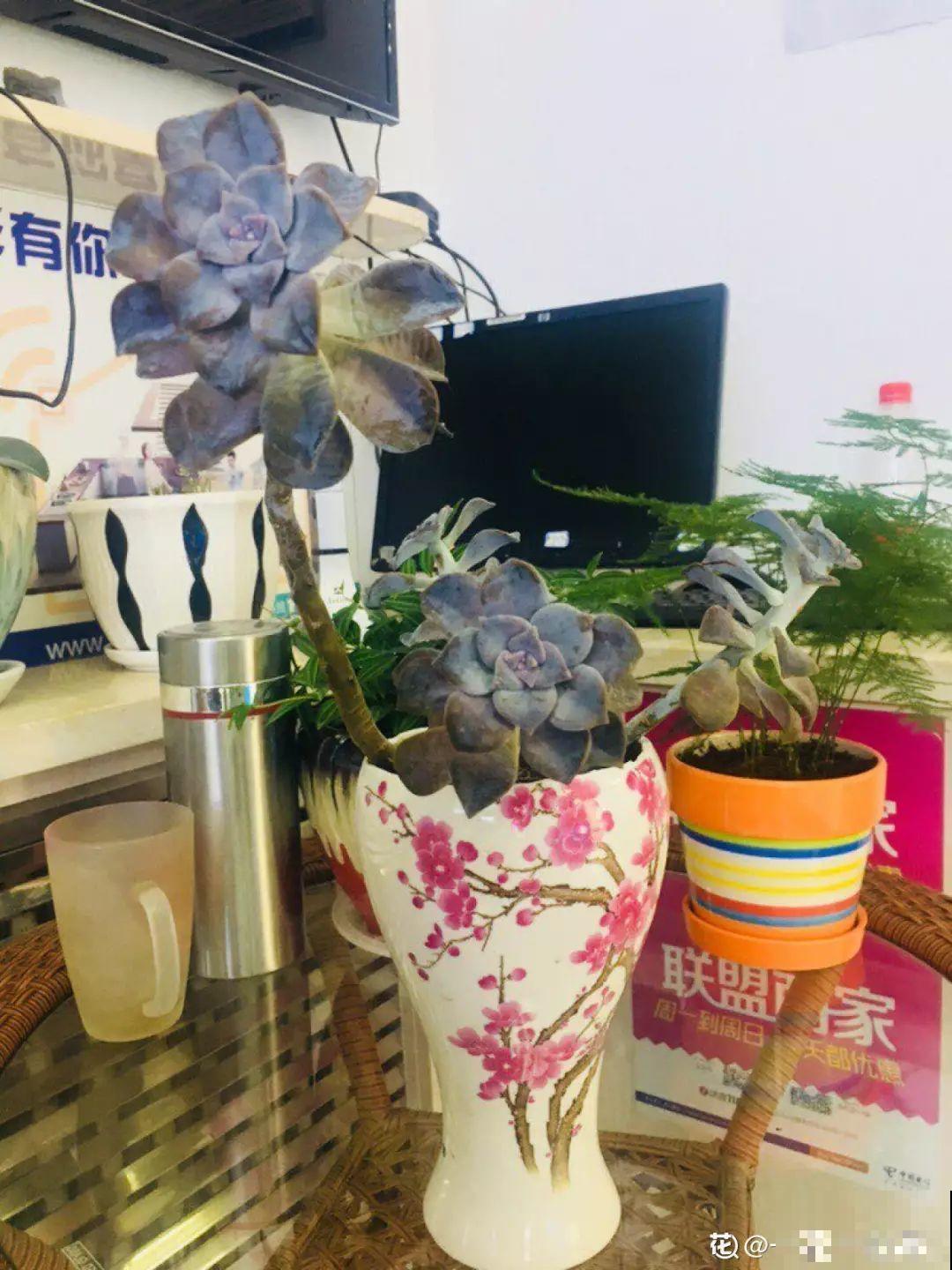 过年的酒瓶别扔，种上多肉美翻天，花盆都不用买了！