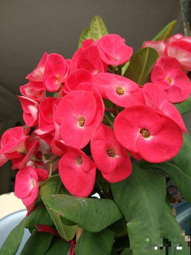 这花真是个“劳模”，一年能开10个月，谁看了都羡慕