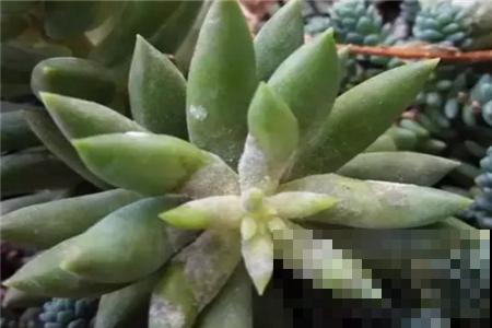 角落里的多肉几天没管，长了一层“面粉”，再不急救就没治了！
