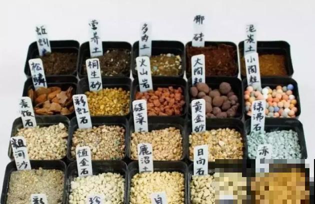4年多肉迷的养肉技巧，从小白到高手，是如何炼成的！（上）