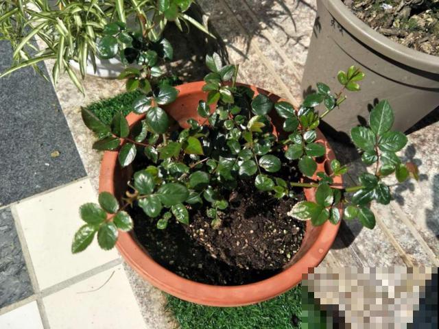 “5种”动物粪便，拿来给花做底肥，花吃了蹭蹭长