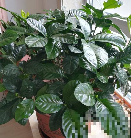 换盆的旧土别扔，加点“废料”捂一捂，3个月后又是松软的大肥土