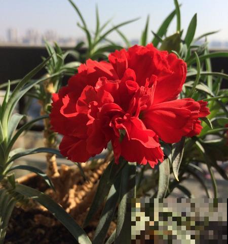 鲜花太贵别买了，不如买把种子，亲手种出来更有意义！