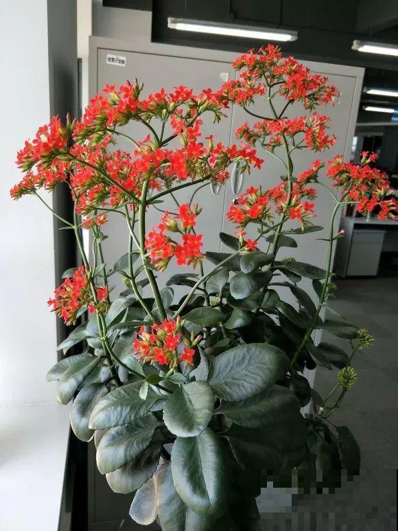 用长寿花盆里浇点它，叶片个个都巴掌大，长成2米“巨无霸”！