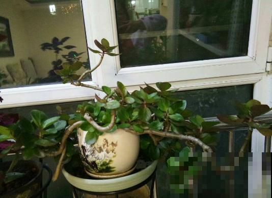 养了3年的长寿花，长成一棵大树，开花上百朵！