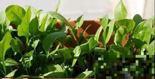 这小菜最适合春天吃，几粒种子播出一大盆，可以不用出去买菜了！