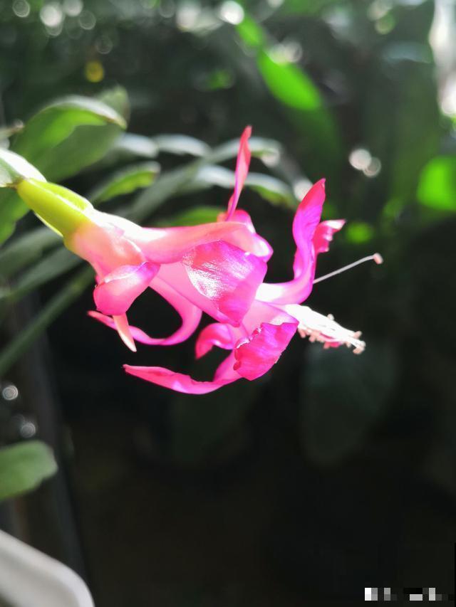 蟹爪兰、仙人指和假昙花，到底怎么区分，别再傻傻分不清了！