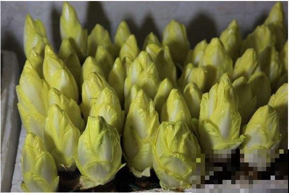 买几棵这蔬菜，简直是拥有聚宝盆，吃完还能往外长！
