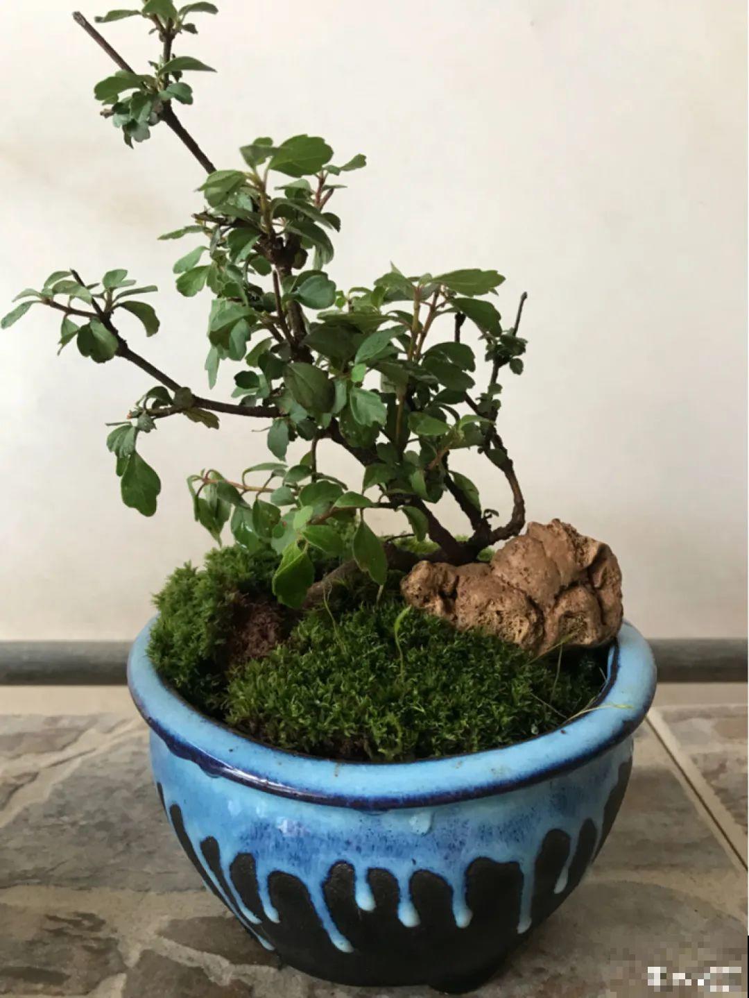 农村不起眼的树，挖一棵做盆景，比买得还要好看！