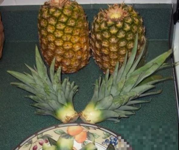 吃剩的菠萝头扔水里，居然长出了小菠萝，太神奇了！