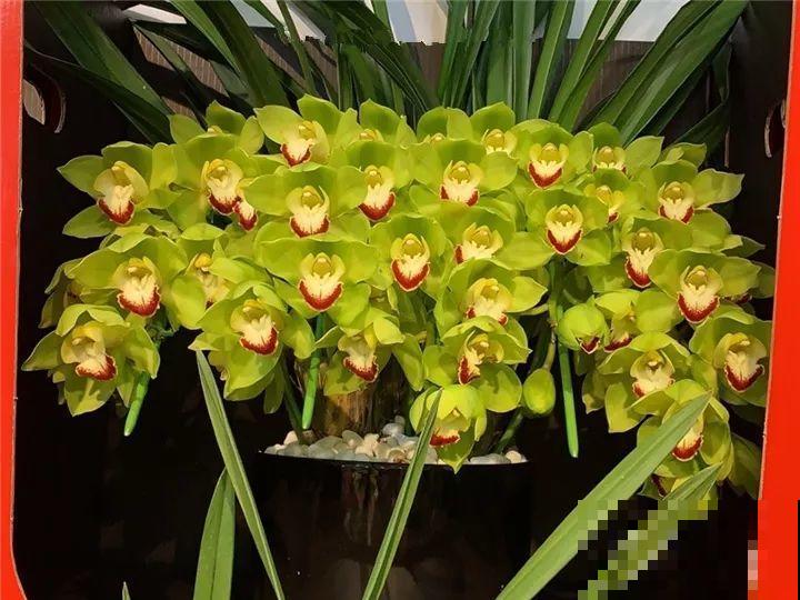 10种名贵兰花，春节养最美，花一开满屋子香气！