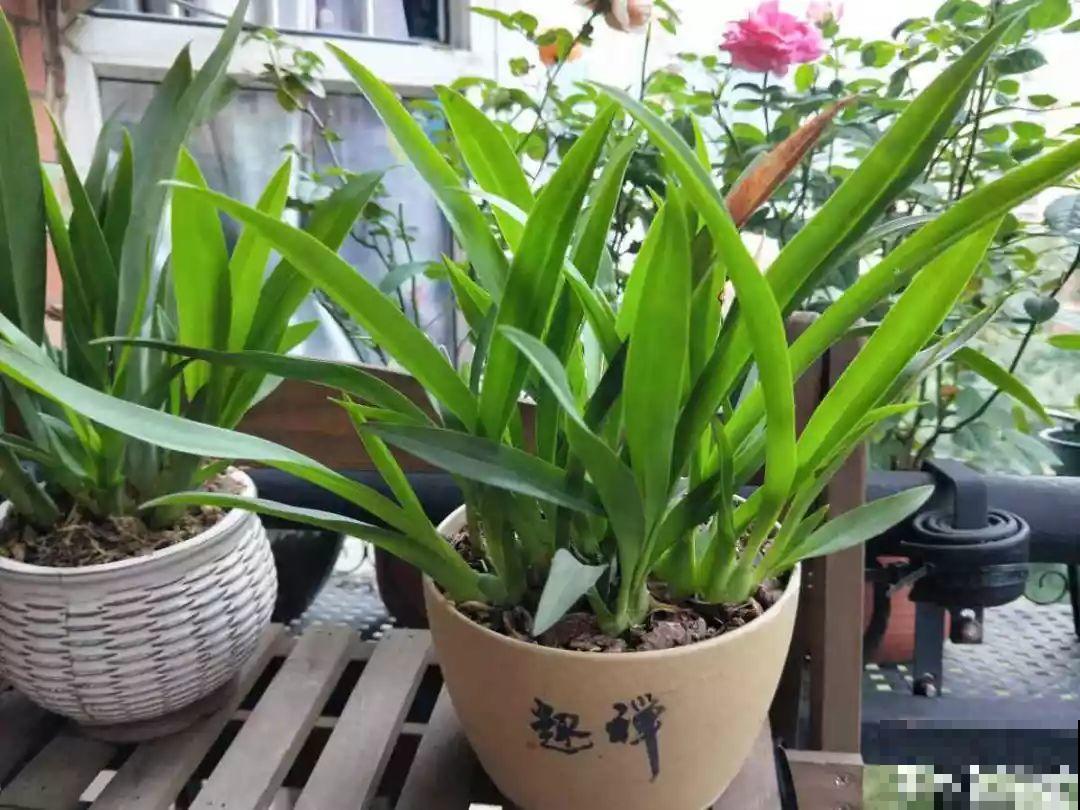 这3种肥料，月季盆里加一点，蹭蹭冒芽还不招虫！