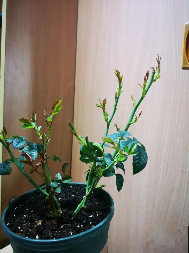 养花就得勤“掐”，别心疼，掐完才能呼呼冒芽