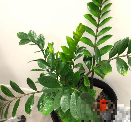名字最吉祥的8种花，摆在家里，天天都有好心情！