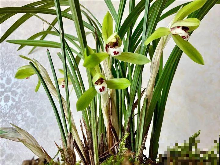 10种名贵兰花，春节养最美，花一开满屋子香气！