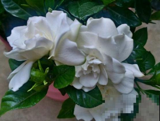 这2种花，开春坚决不能剪，剪了别想再看花！