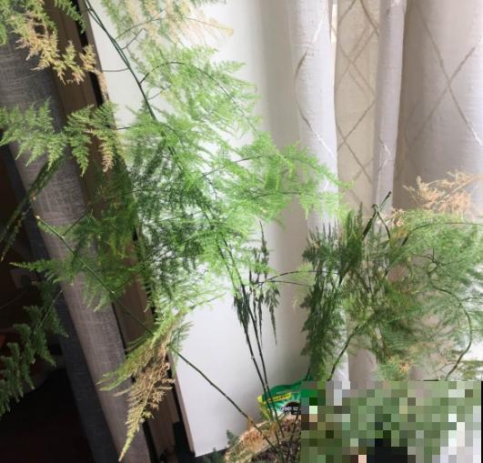 家里有这3种花，每月都要剪一刀，黄叶全消失！